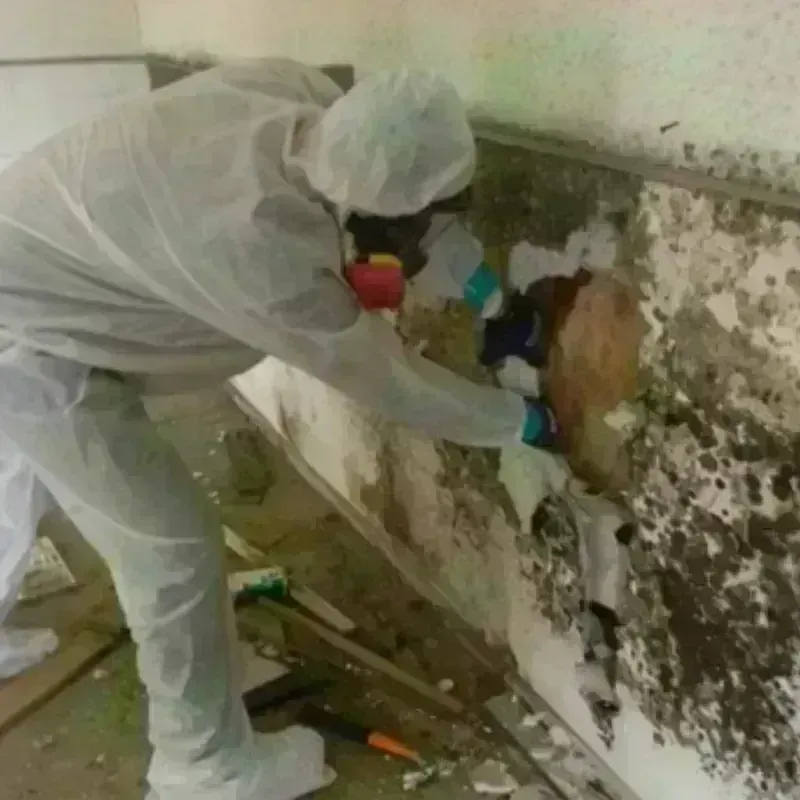 Mold Remediation and Removal in Clinton, MS